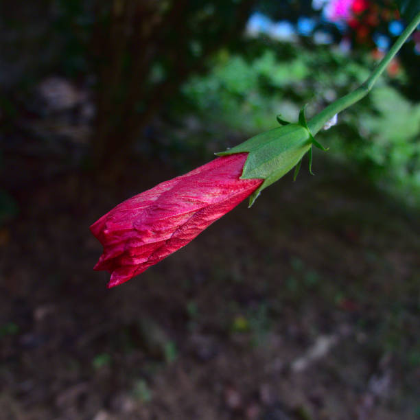 this is a  red hibiscus flower