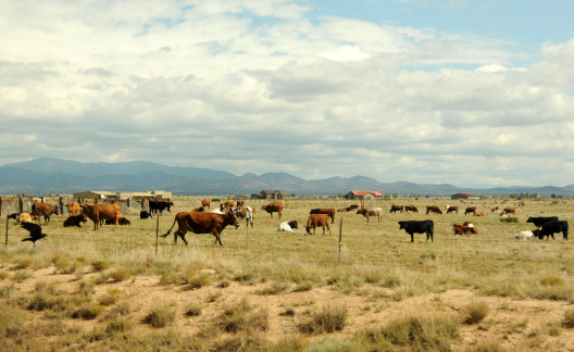 Cattle ranch in New Mexico, Southwest USA
