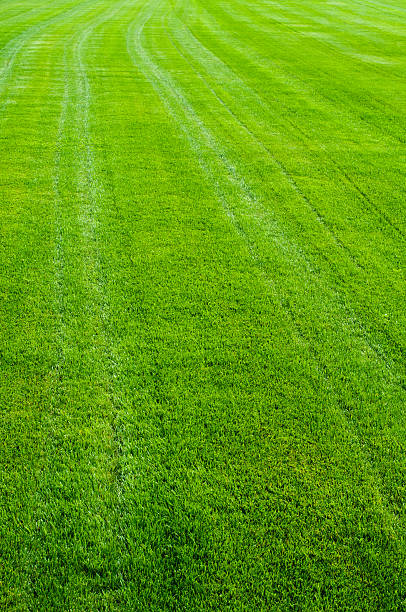 Green grass texture stock photo