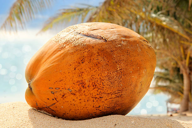 Solitary orange coconut lying on tropical caribbean paradise island beach stock photo
