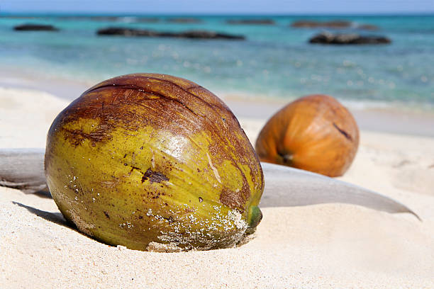 Green coconut lying on tropical caribbean paradise island beach stock photo