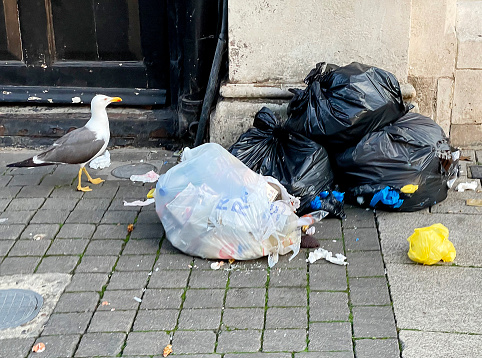 Seagull and rubbish bags on the street