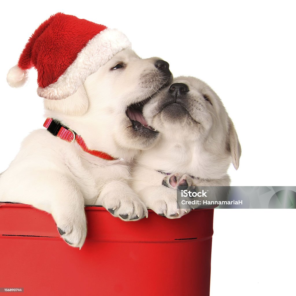 Playfull puppies Playfull Christmas santa puppies in a red container. Dog Stock Photo