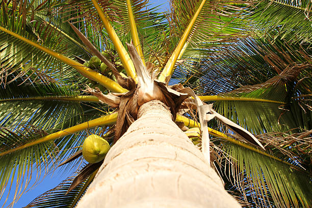 palm tree stock photo