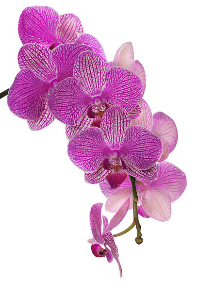 istock isolated dark pink orchid blossom cluster 156891787