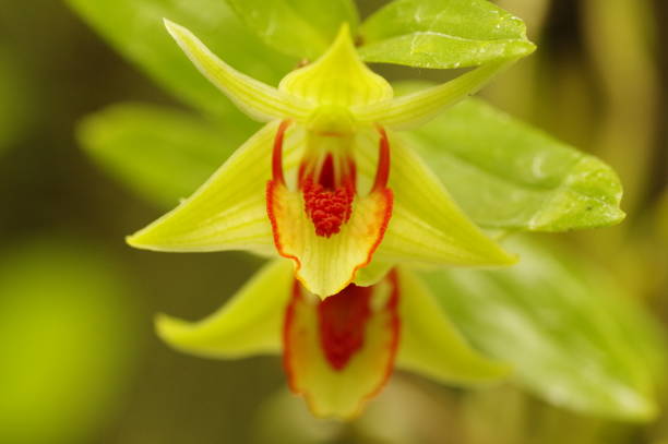 istock Close-up of dendrobium crumenatum flowers 1568927543