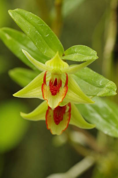 istock Close-up of dendrobium crumenatum flowers 1568927544