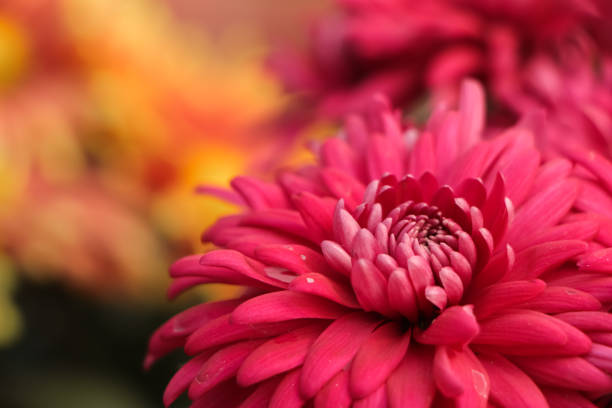 istock Blooming pink small chrysanthemums. chrysanthemums flower field background. 1568929152