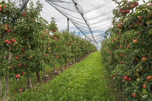Apple orchard with anti-hail net protection, rows of apple trees in autumn. Food production and industry concept.