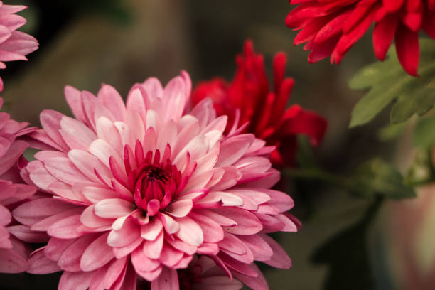 bukiet w tle różowe kwiaty zimujące chryzantema - odmiany , fioletowy - interleaf zdjęcia i obrazy z banku zdjęć