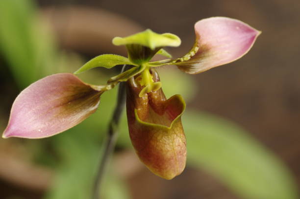 istock Close-up of Ladyslipper flower (Paphiopedilum) 1568932407