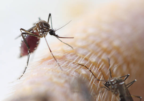 Blood fed mosquito A female blood fed mosquito is resting on mose tail mosquito filled with blood stock pictures, royalty-free photos & images