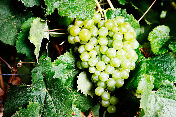 istock Beautiful bunch of white grapes, still on the vine 156893735