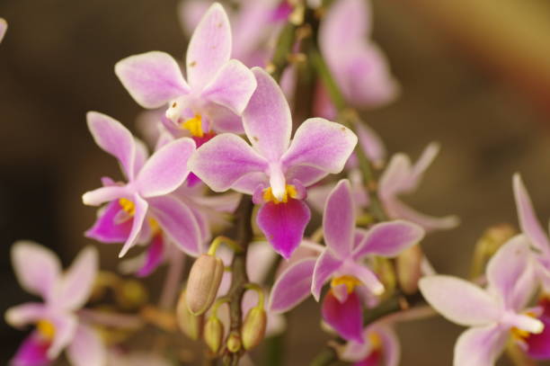 istock Close-up of Phalaenopsis flowers (Phalaenopsis equestris) 1568939021