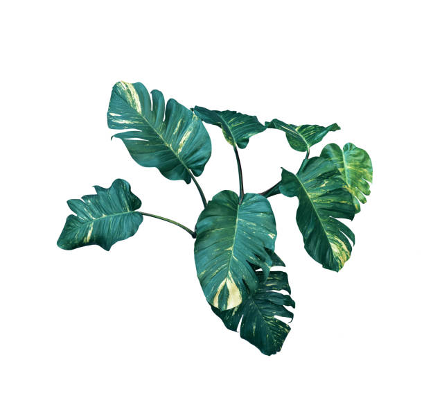 istock green leaves pattern of Epipremnum aureum foliage isolated on white background ,leaf exotic tropical ,Devil's ivy , Golden pothos ,include clipping path 1568953722