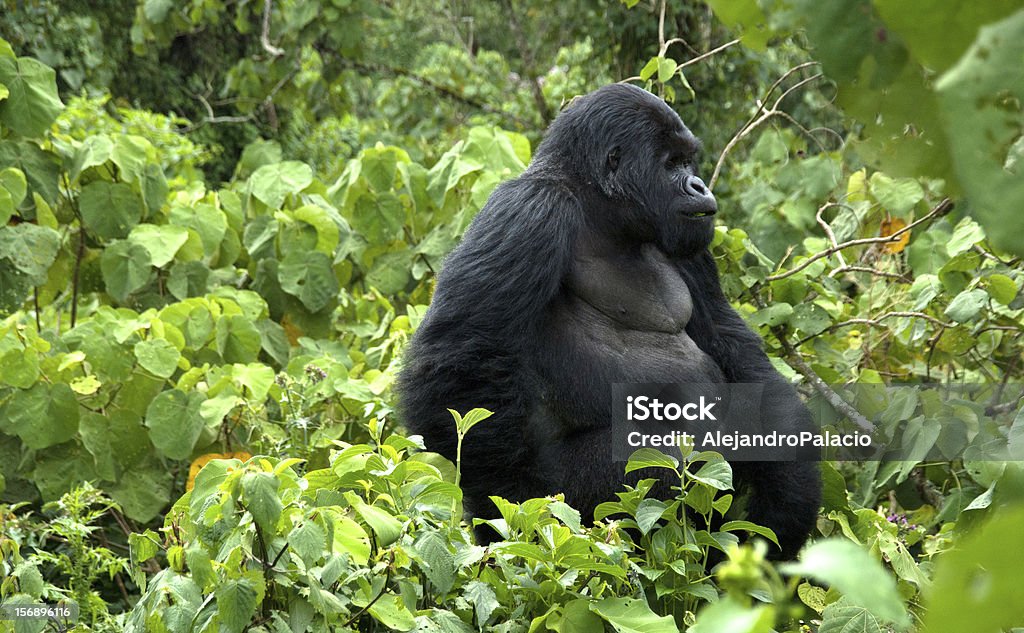 Kwitonda. The Pack's Leader A gorilla pack leader male looks huge in its natural habitat, a mist forest. Its sitting in an upright position  Democratic Republic of the Congo Stock Photo