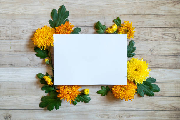 istock Chrysantemum autumn bouquet copy space blanc paper colored colorful mock up 1568966028