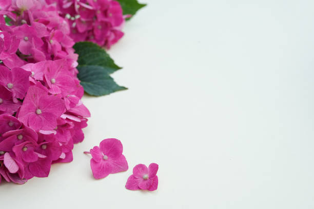 Flower card. Holiday, congratulations, happy mothers day. International Women's day.