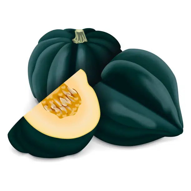 Vector illustration of Whole and chopped Acorn squash or Honey bear squash. Des Moines squash. Tuffy squash. Winter squash. Cucurbita pepo. Fruits and vegetables. Isolated vector illustration.