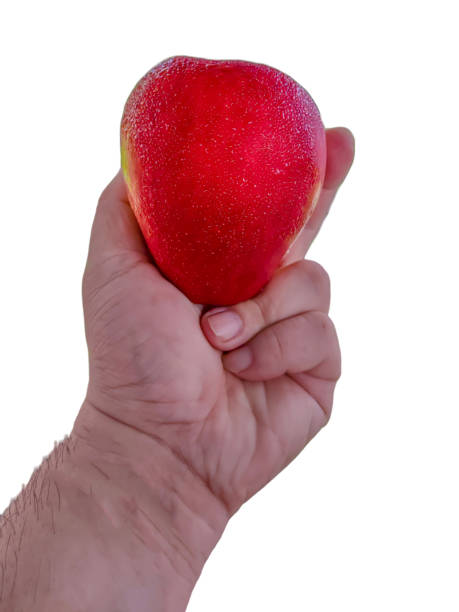 istock isolated hand holding apple on white background. 1568971397