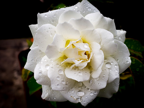White floribunda rose. Rosa Iceberg. white rose. natural background.
