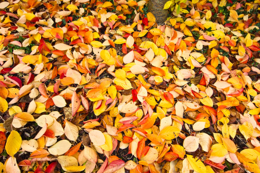 A wide angle image of beautiful autumn beech tree leaves