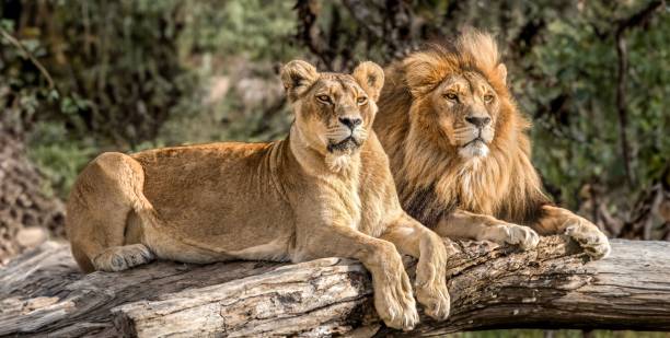 istock Two majestic lions lounging on a tree branch in a peaceful setting 1568997767