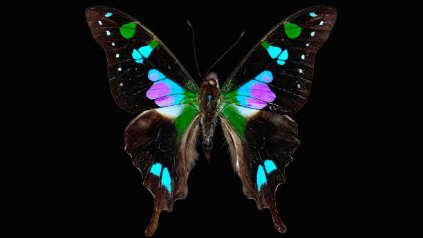 istock Purple-spotted swallowtail butterfly 1568998347