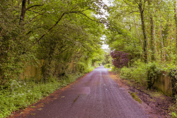 istock A Scottish Country road over grown with heavy tree foliage 1568998383