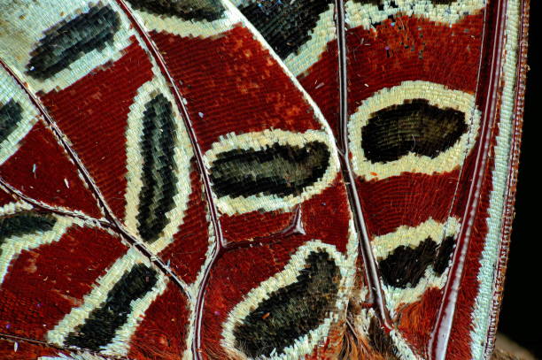 istock White-barred emperor butterfly's wing scales macro 1568998920