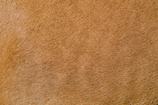 Horse beige fur skin background, texture of brown horse wool