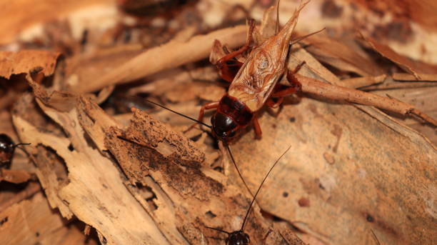 istock brown cricket on a dry leaf under the sunlight 1569016377