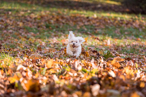 White Happy Maltese dog is running on autumn leaves.