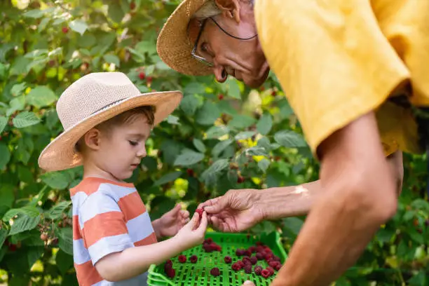 Grandfather and grandson berry-picking raspberries.