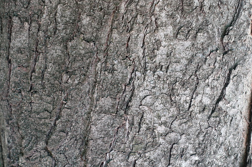 Grey bark of horse chestnut tree texture