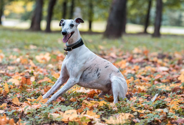 istock Whippet Breed Dog Sitting on the Grass. Portrait. 1569020874