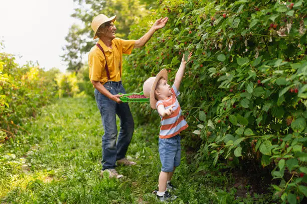 Grandfather and grandson berry-picking raspberries.