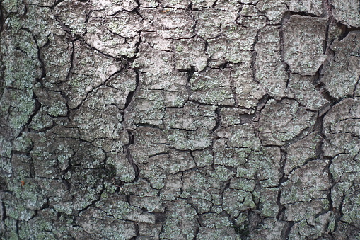 Rough grey bark of horse chestnut tree
