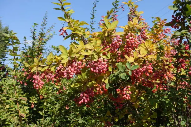 Sky and branches of common barberry with red berries in mid September
