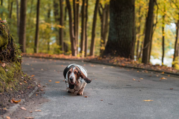 istock Basset Hound Dog Walks on Path. Autumn Background. 1569023850