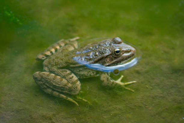 istock Frog in the water. Frog in the river 1569024202