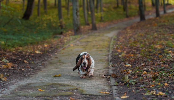 istock Basset Hound Dog Walks on Path. Autumn Background. 1569024406