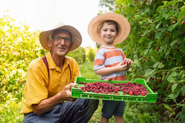Portrait of a little boy and his grandfather berry-picking raspberries.