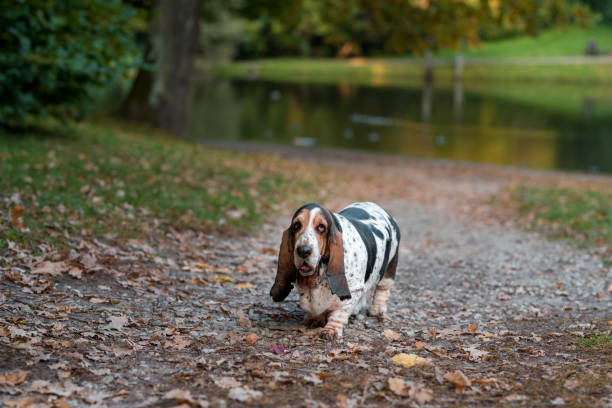 istock Basset Hound Dog Walks on Path. Autumn Background. 1569024996