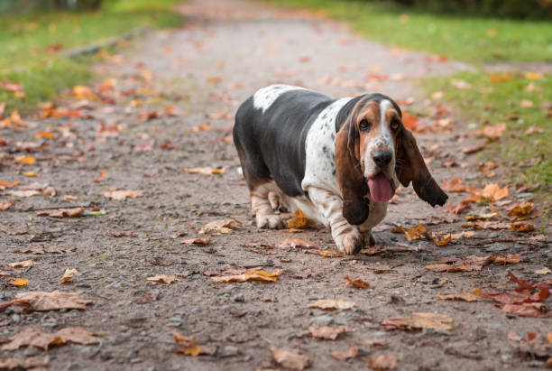 istock Basset Hound Dog Walks on the Path. Portrait. 1569026094