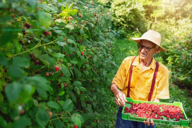 Senior farmer berry-picking raspberries.