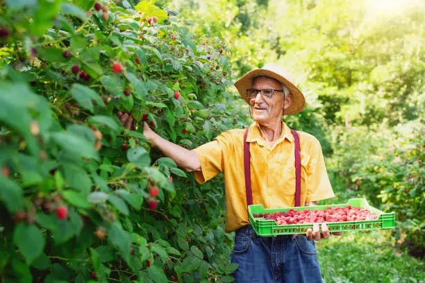 Senior farmer berry-picking raspberries.
