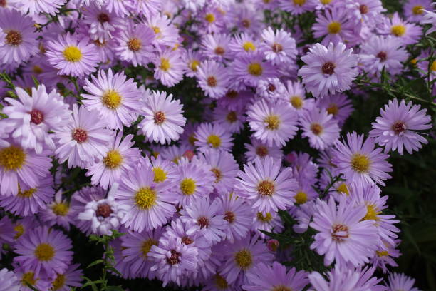 istock Completely opened light pink flowers of Michaelmas daisies in October 1569027721
