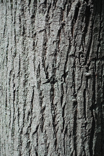 Cross-section of weathered tree with annual growth rings