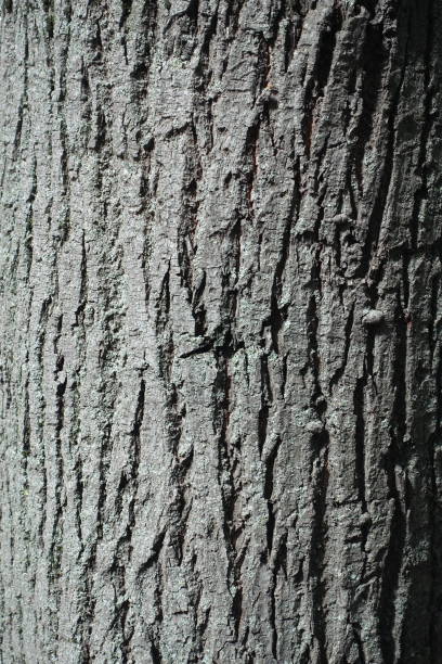 Backdrop - grey bark of common linden tree Backdrop - grey bark of common linden tree tilia cordata stock pictures, royalty-free photos & images